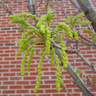crimson spire oak