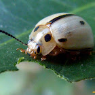 Leaf beetle