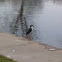 Black crowned night heron