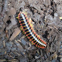 Flat-backed millipede