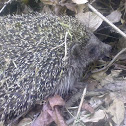 Hedgehog