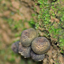 Fungi