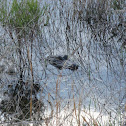 American Alligator