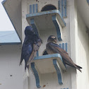 Purple Martin