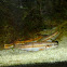 Eastern Blacknose Dace