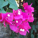 Bouganvillea