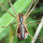 Money Spider