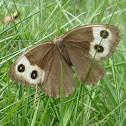 Common Wood-Nymph