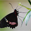 Iphidamas Cattleheart