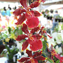 Orquidea
