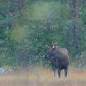 Moose