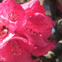 Magnolia Campbelli