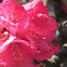 Magnolia Campbelli
