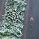 Lichen