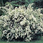 Spiraea