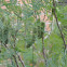 Guajillo