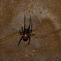 Meta bourneti