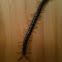 Centipede