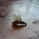 Citronella Ant