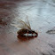 Citronella Ant