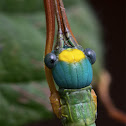 Marmessoidea rosea