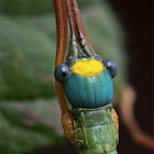 Marmessoidea rosea