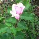 Moms rose