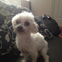 Maltese