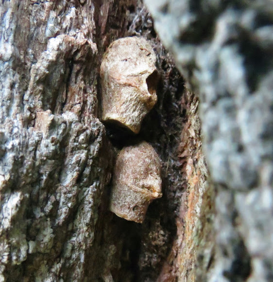 Spotting Image 1