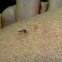 Mosquito