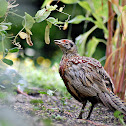 Ring-necked Pheasant