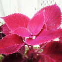 Redhead coleus