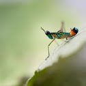 Monkey Grasshopper