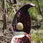 skunk cabbage flower