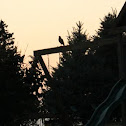 Cooper's Hawk