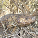Eastern Shingleback