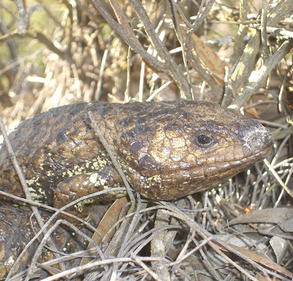 Spotting Image 1