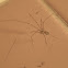 Cellar Spider