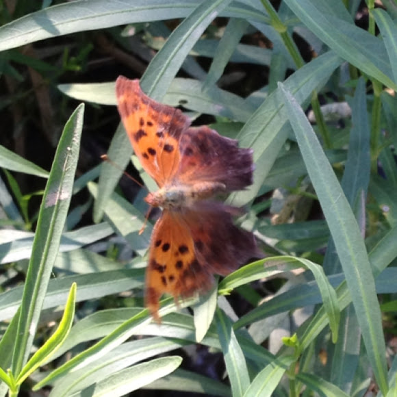 Spotting Image 1
