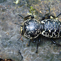 Escarabajo acorazado