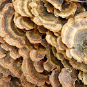 Turkey Tail