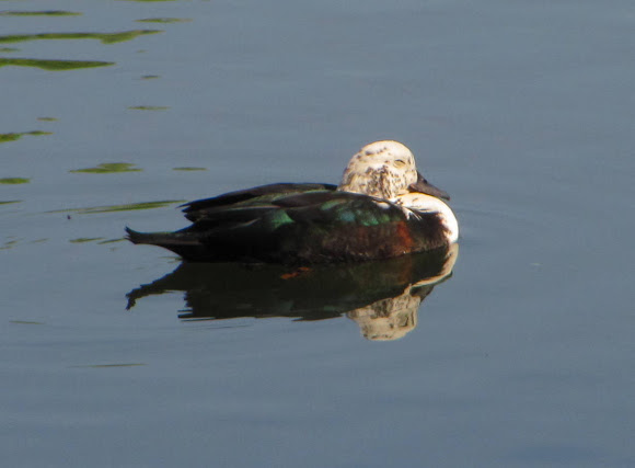 Spotting Image 1