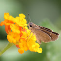 Three-spotted Skipper