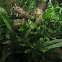 Cobra de colar (gl), Grass snake (uk)