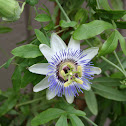 Passion Flower