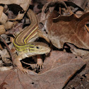 Prairie racerunner