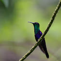Purple-crowned Woodnymph