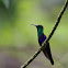 Purple-crowned Woodnymph