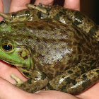 Pig Frog