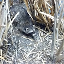 Raccoon
